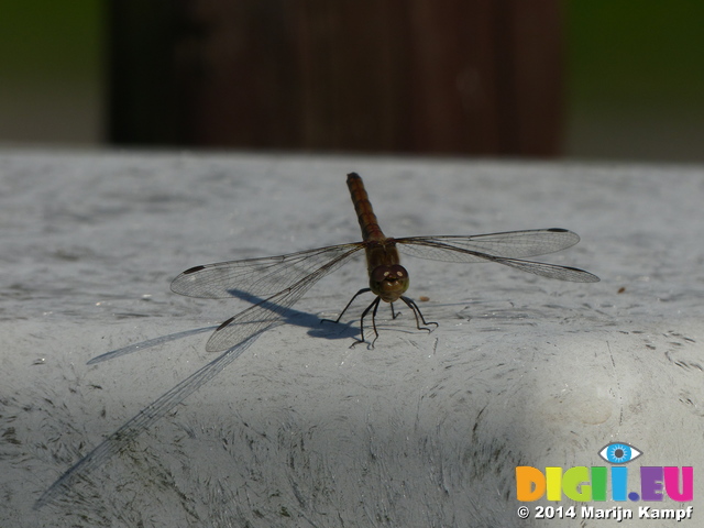 FZ008579 Dragonfly on electricity box